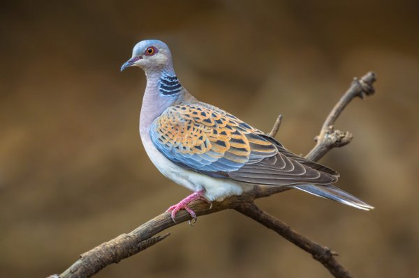 Turtledove.jpeg