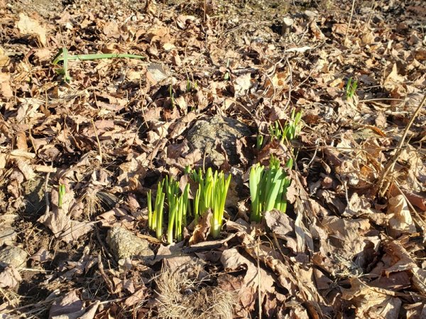 Daffodil greenery back yard.jpg