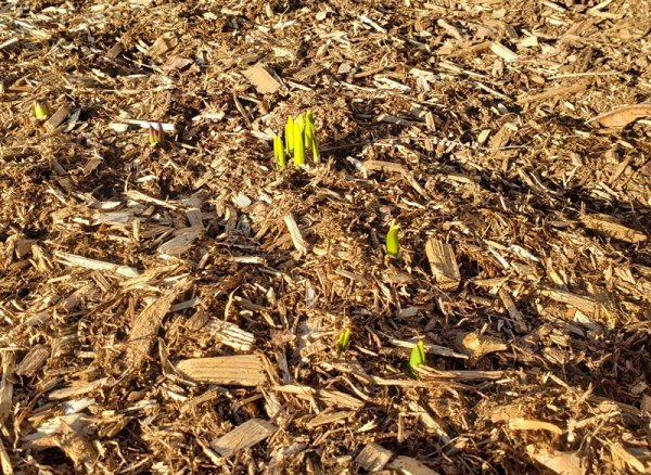 Daffodil greenery by fence 3-21-20.jpg