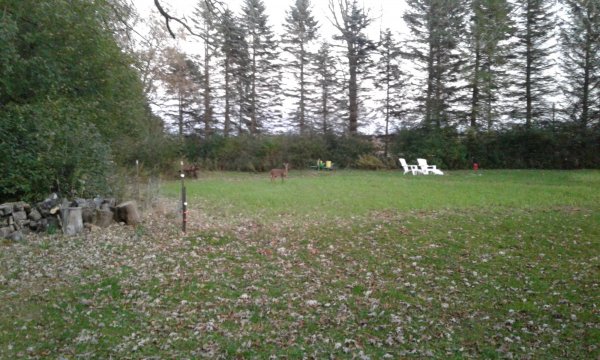 Deer in PeasOats.jpg