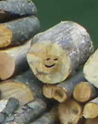 Smiley oak.JPG