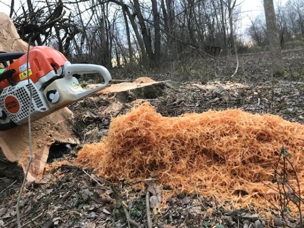 Locust stump.jpg