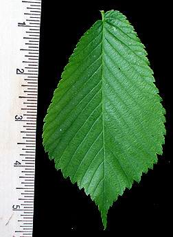 leaf1.jpg