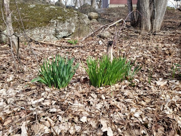 Daffodil greens backyard.jpg