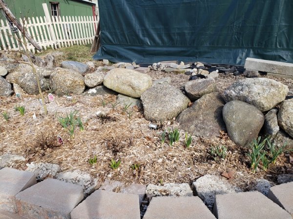 Daffodil greens in roadside garden.jpg