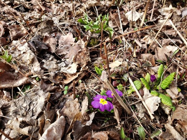 English Primrose in shade garden.jpg