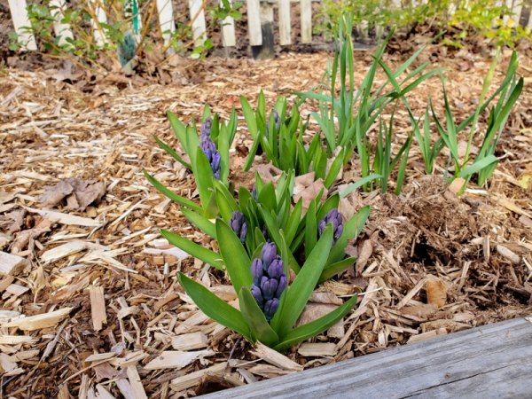 Grap hyacinth flowers shrub garden.jpg