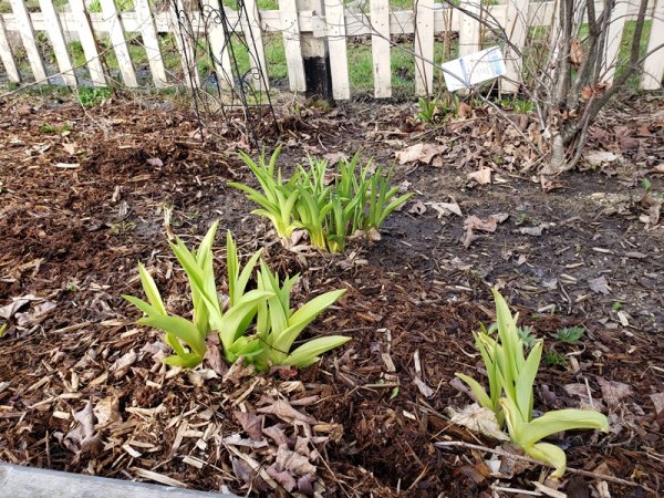 Lily greens shrub garden.jpg