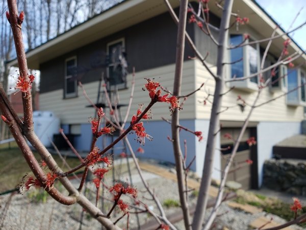 Maple, Burgundy Belle leaflets.jpg