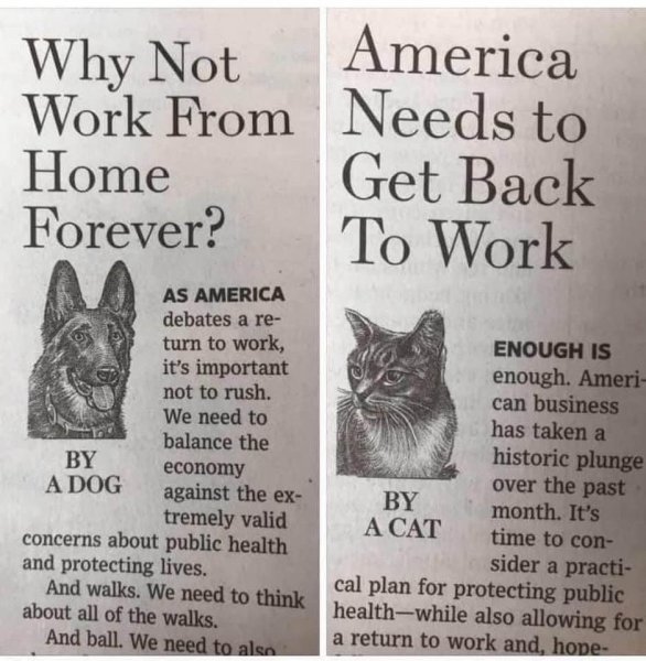 Dog&CatColumn.jpg