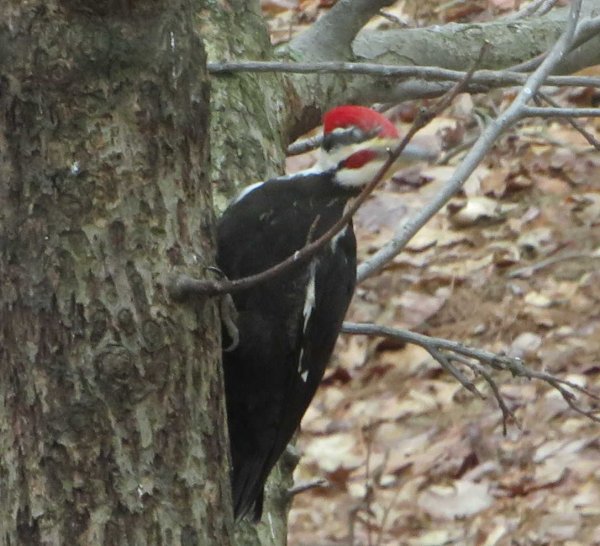 Pileated on tree-2.JPG