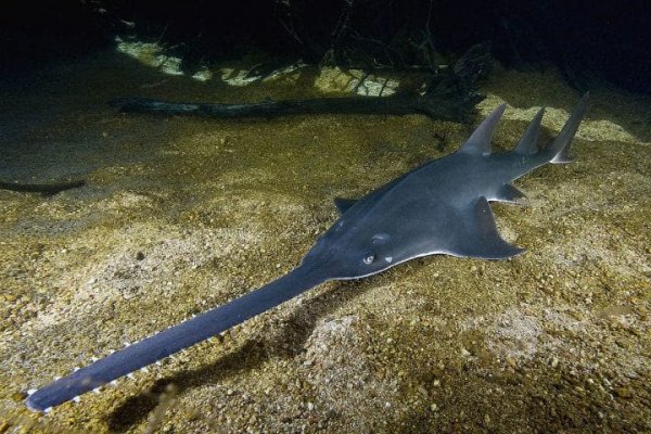 SawfishSharkRay.jpg