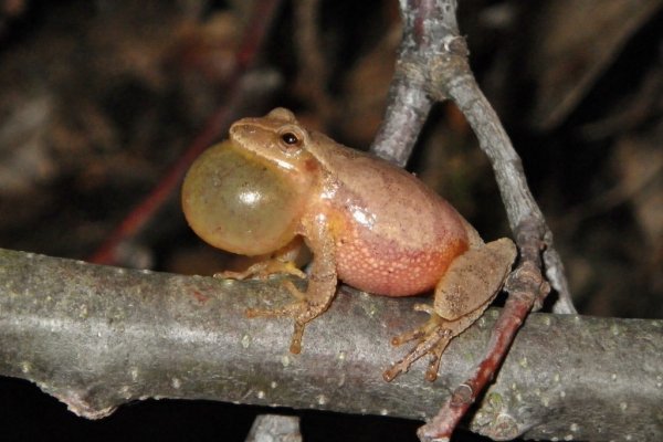 Spring peeper calling (1024x683).jpg