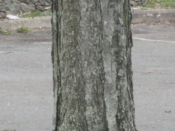 IMG_2294.JPG