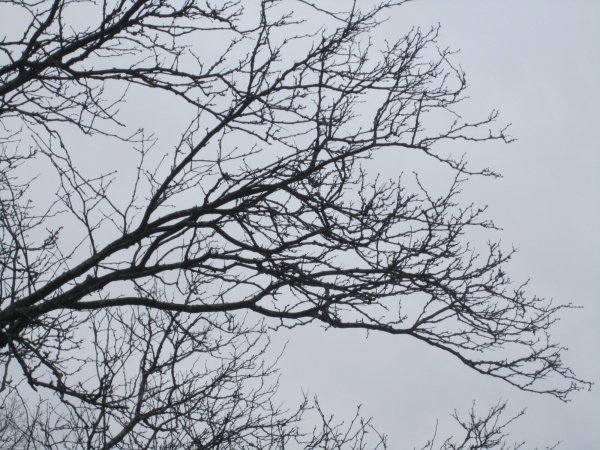 IMG_2296.JPG