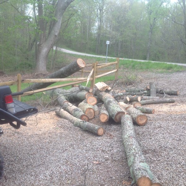 Cutting Hickory... Firewood Hoarders Club