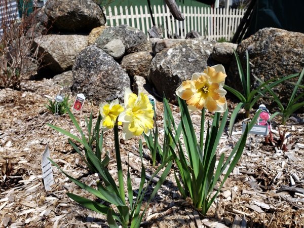Daffodils butterfly mix in shrub garden.jpg