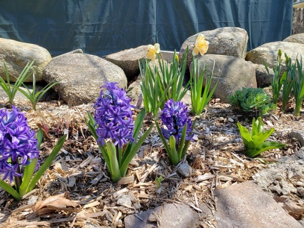 hyacinths and daffodils in roadside garden.jpg