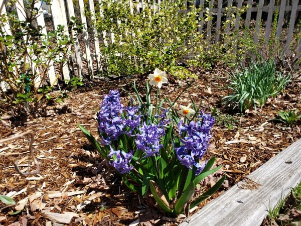 hyacinths and daffodils in shrub garden.jpg