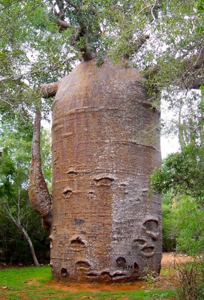 1000 year old baobab-adasonia-za-very-thick-trunk.jpg