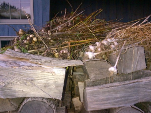 IMG-20140817-00167 garlic2.jpg