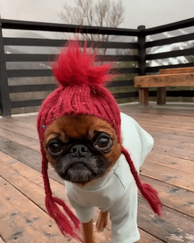 giphy (1) (6).gif