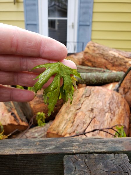 red maple firewood