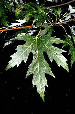 leaf1.jpg