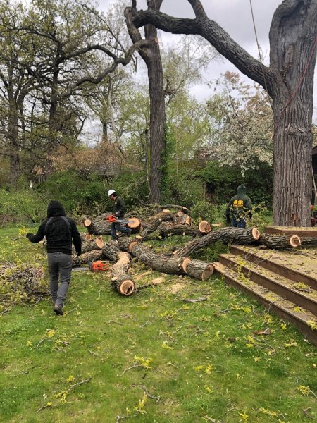 oak.jpg