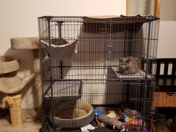 Cats after cage opened.jpg