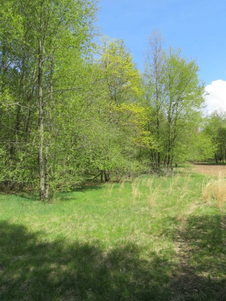 SPRING-SASSAFRAS BUDS-FOOD PLOT.JPG