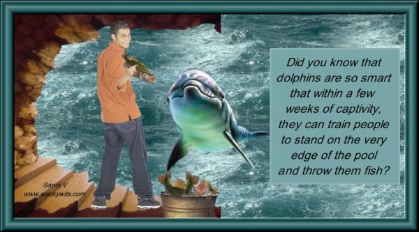 Dolphin training.jpg