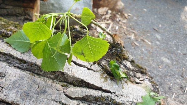 2020-05-20 18.23.02.jpg