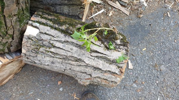 2020-05-20 18.35.00.jpg