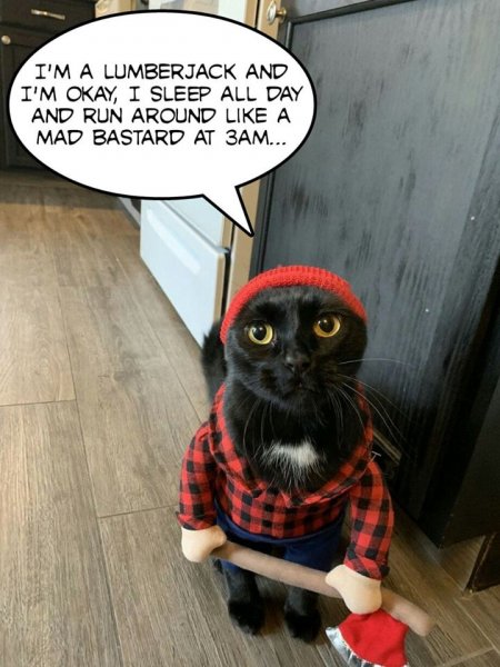 LumberCat.jpg