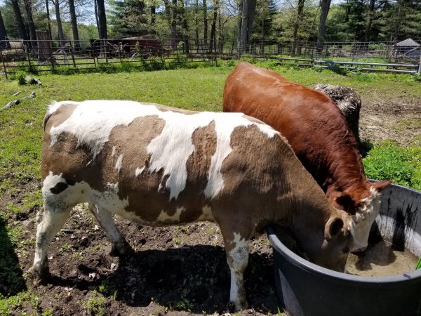 2 May 2020 calves for processing.jpg