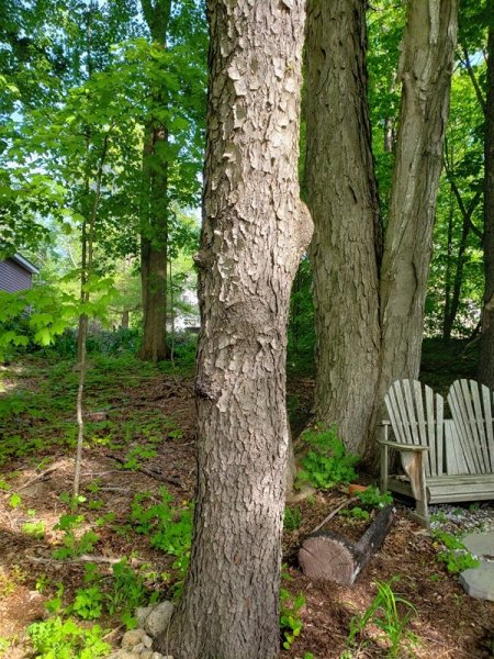 black cherry bark - mature.jpg