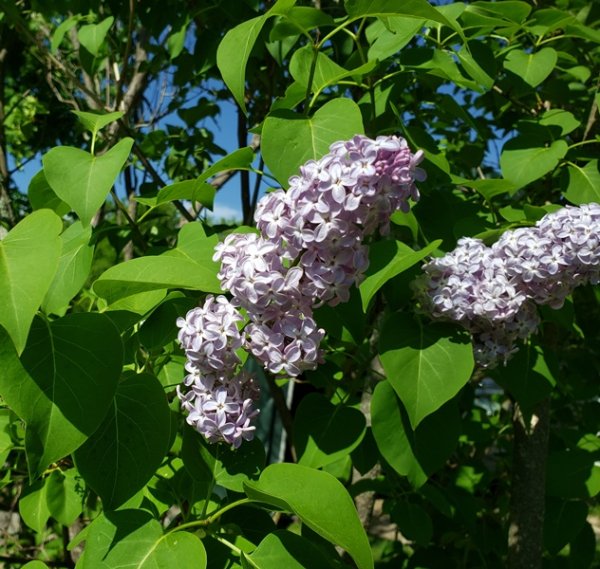Lilac bloom.jpg