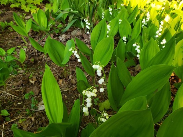 Lily of the valley.jpg