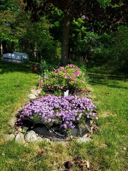 phlox with small rhododendron behind.jpg