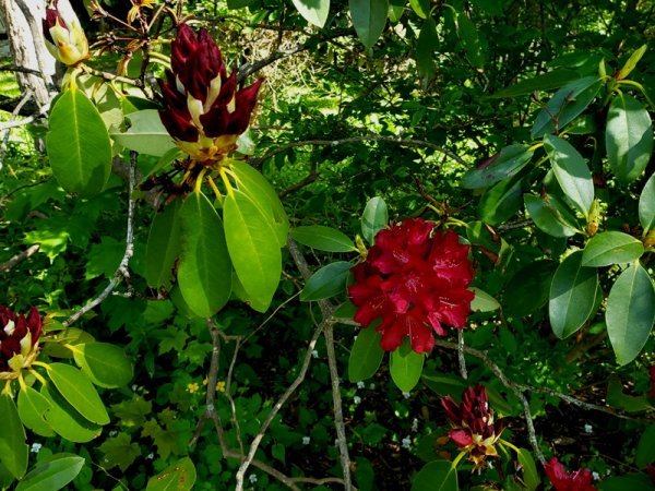 Red Rhododendron.jpg