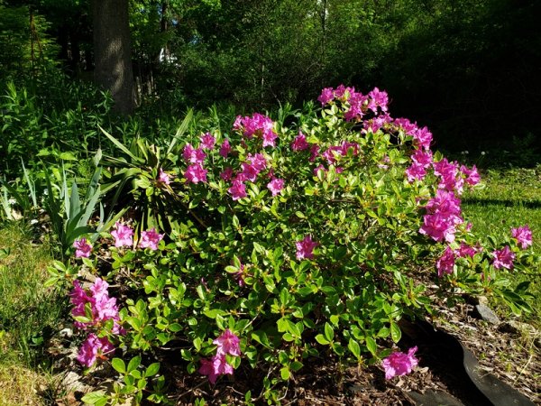 small rhododendron.jpg