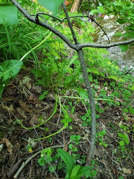 Chokecherry bark.jpg
