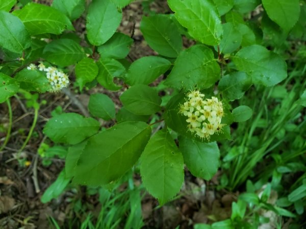 Chokecherry blossom and leaves.jpg