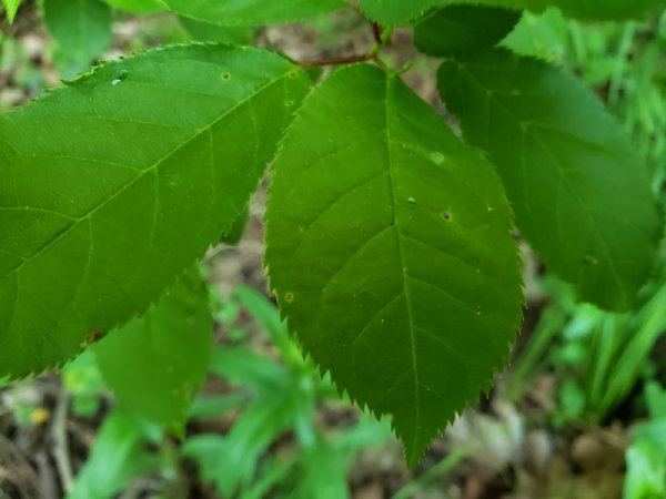 Chokecherry leaves.jpg