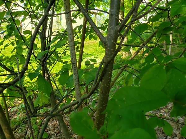 mystery shrub bark.jpg