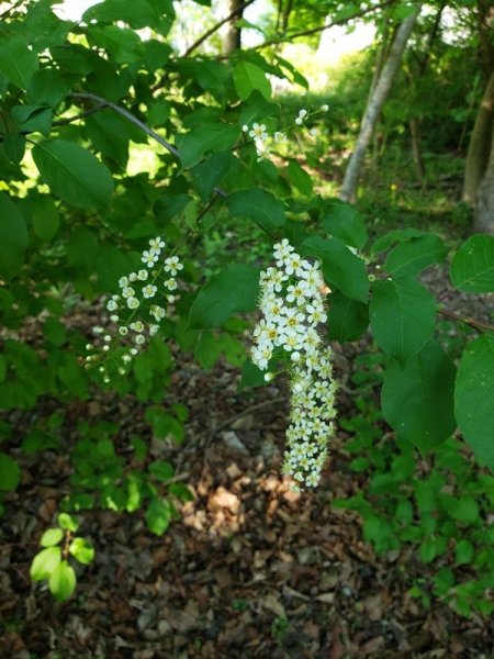 mystery shrub flowers.jpg