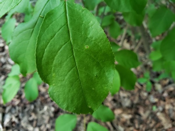 Mystery shrub leaf.jpg