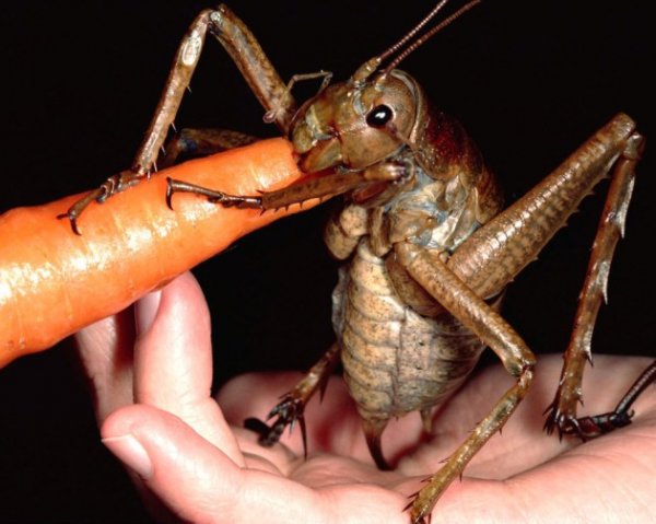 Large-Weta-630x503.jpg