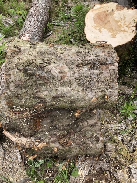 apple fire wood
